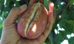 网红吃的八月瓜,八月瓜美食探秘